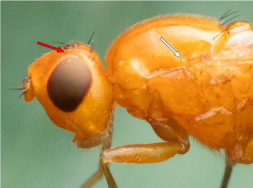 Psilosoma lefebvrei
